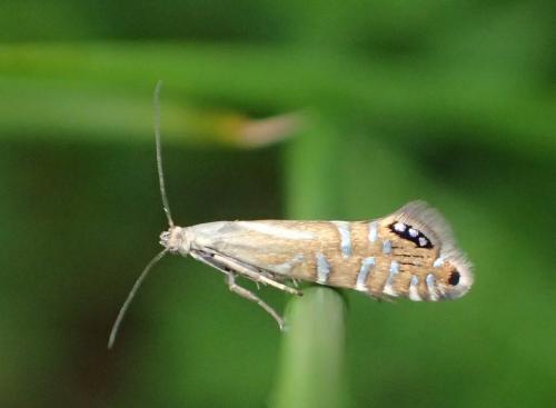 Réf. 233 001 : Glyphipterix thrasonella